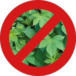 Japanese hop